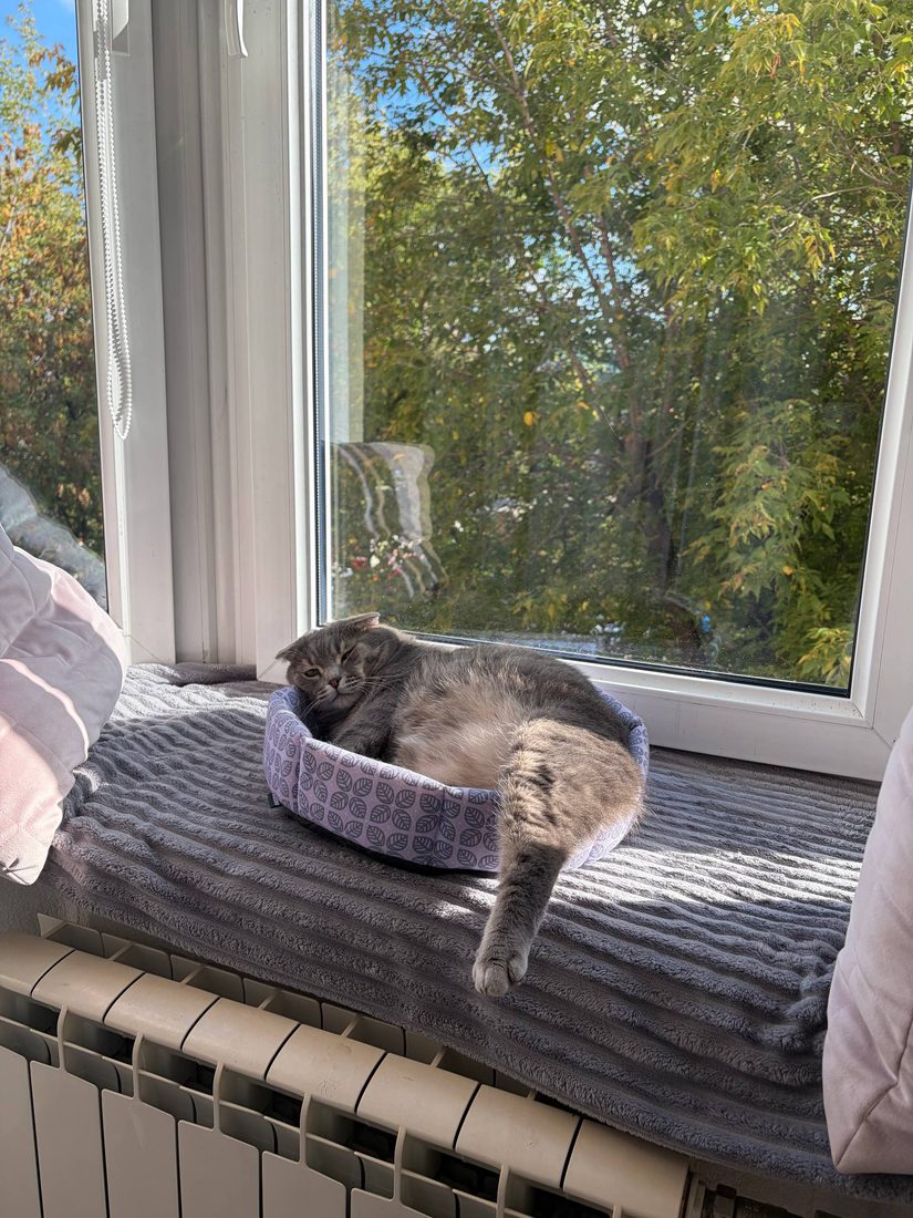 Кот